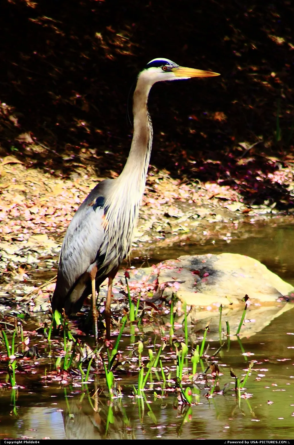 Heron at Newport News, Va park