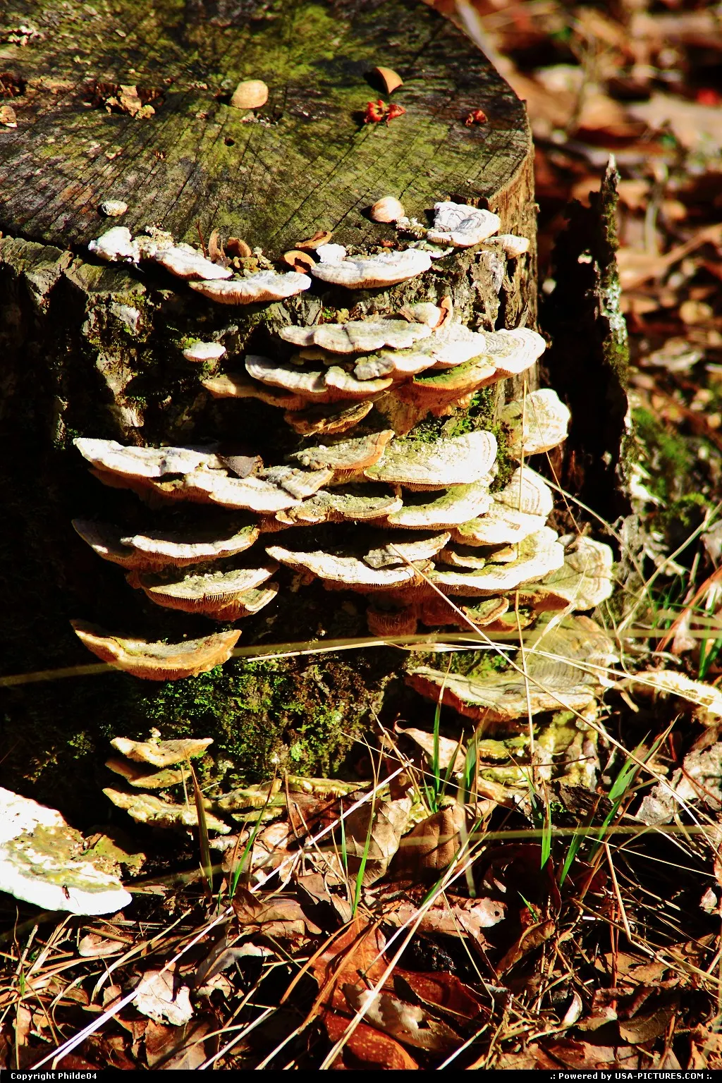 Mushrooms