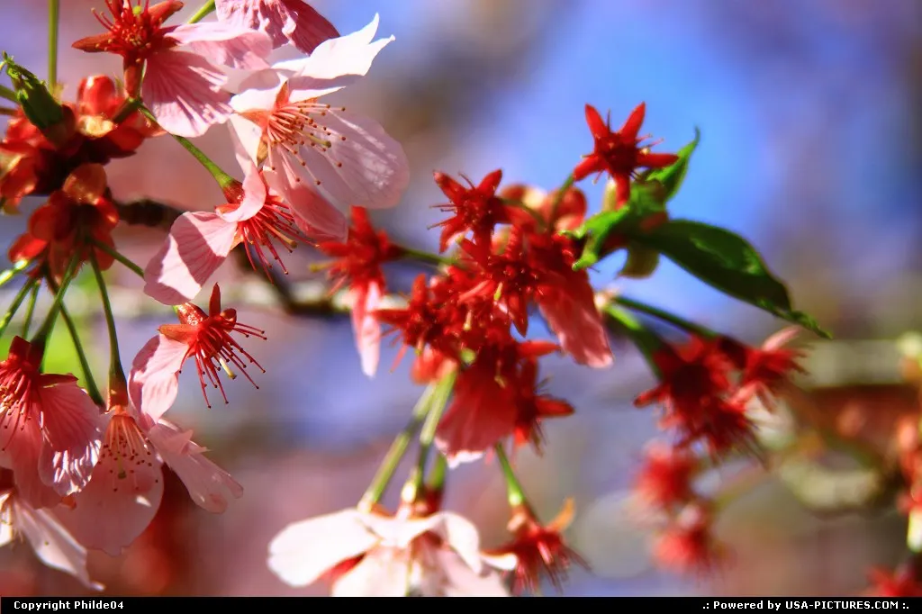 Pink blossoms