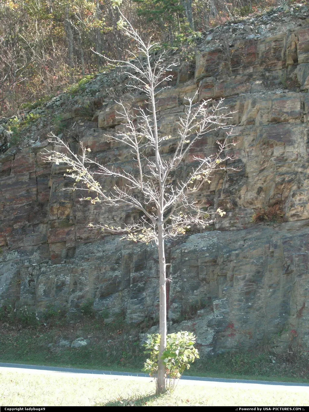 This was still on the Blue Ridge Parkway and looking at this tree with just a few leave...