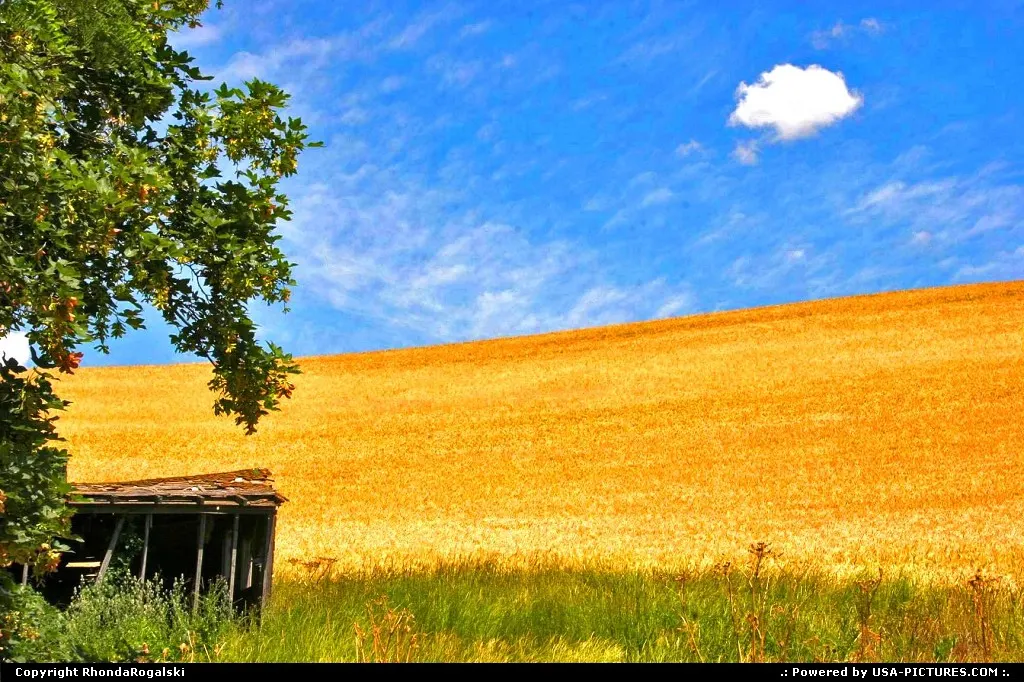 Amber waves of grain.