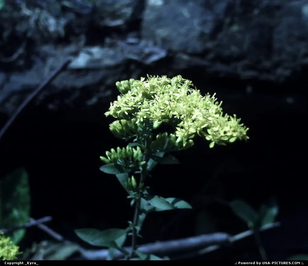Clear Fork W-virginia flower, fall, yellow, mountain