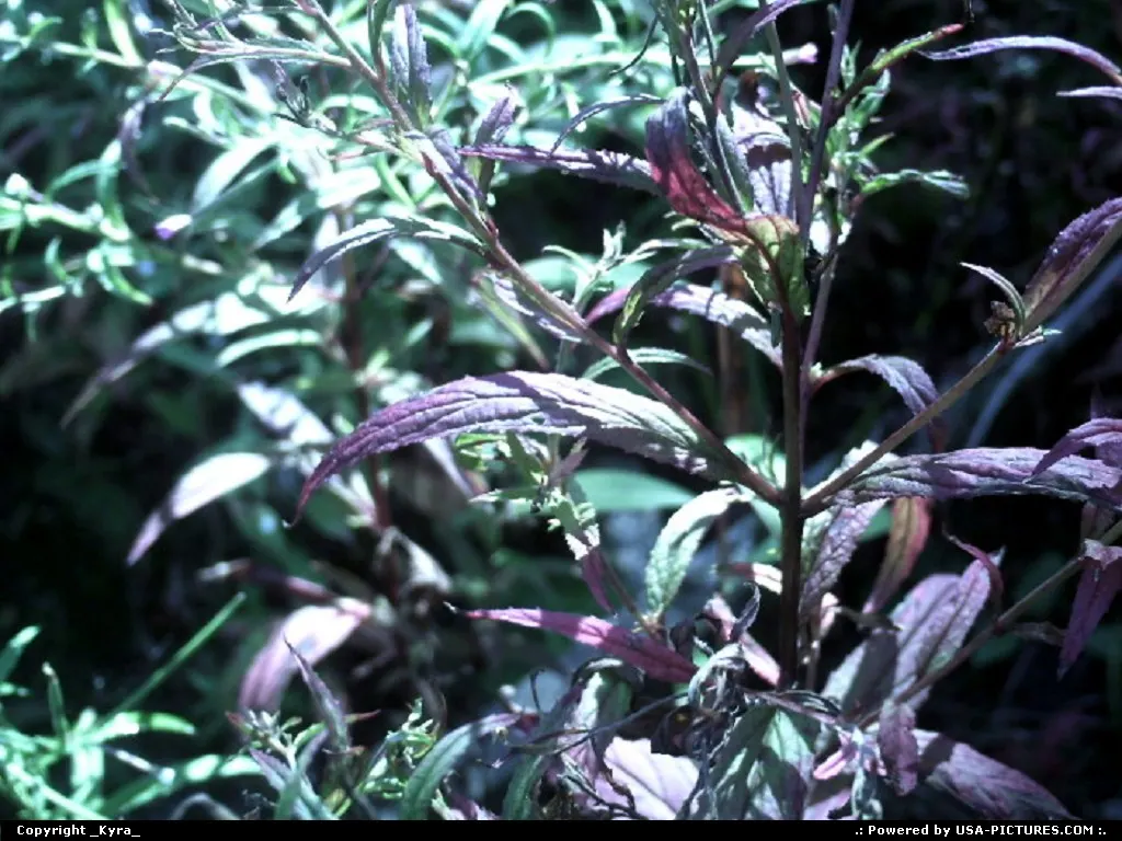 Clear Fork W-virginia fall, plant, colorful, weeds, autum, grass