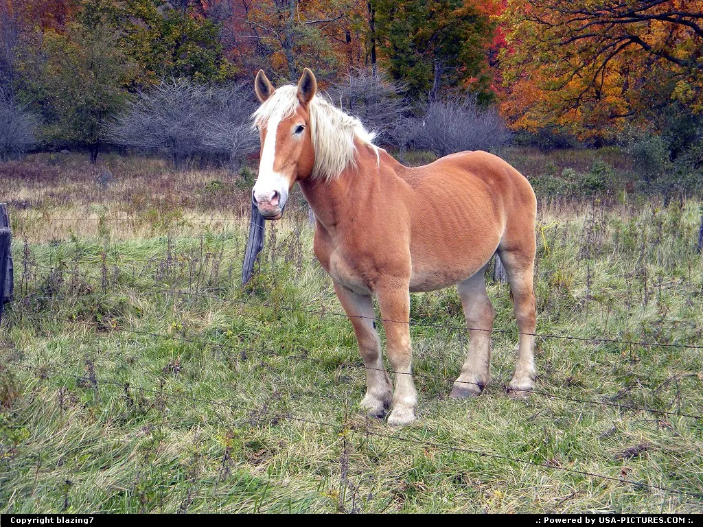 Very Pretty Horse in a small meadow