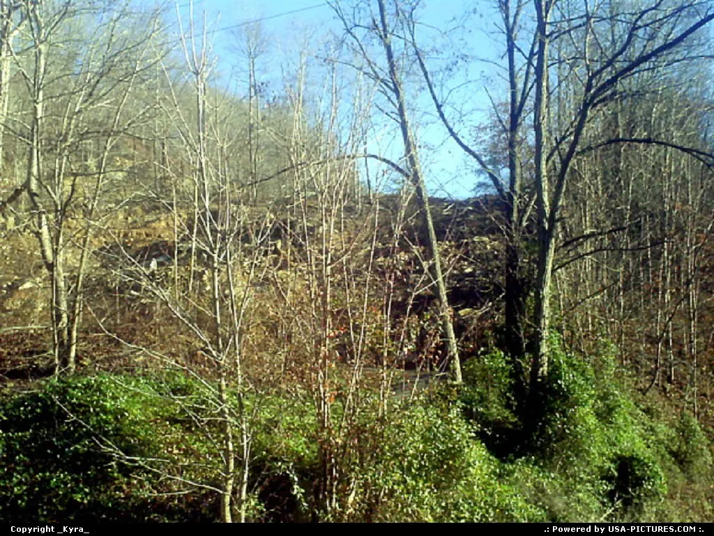 Justice W-virginia trees, treen, mountain, fall, autum, leaves, leaf