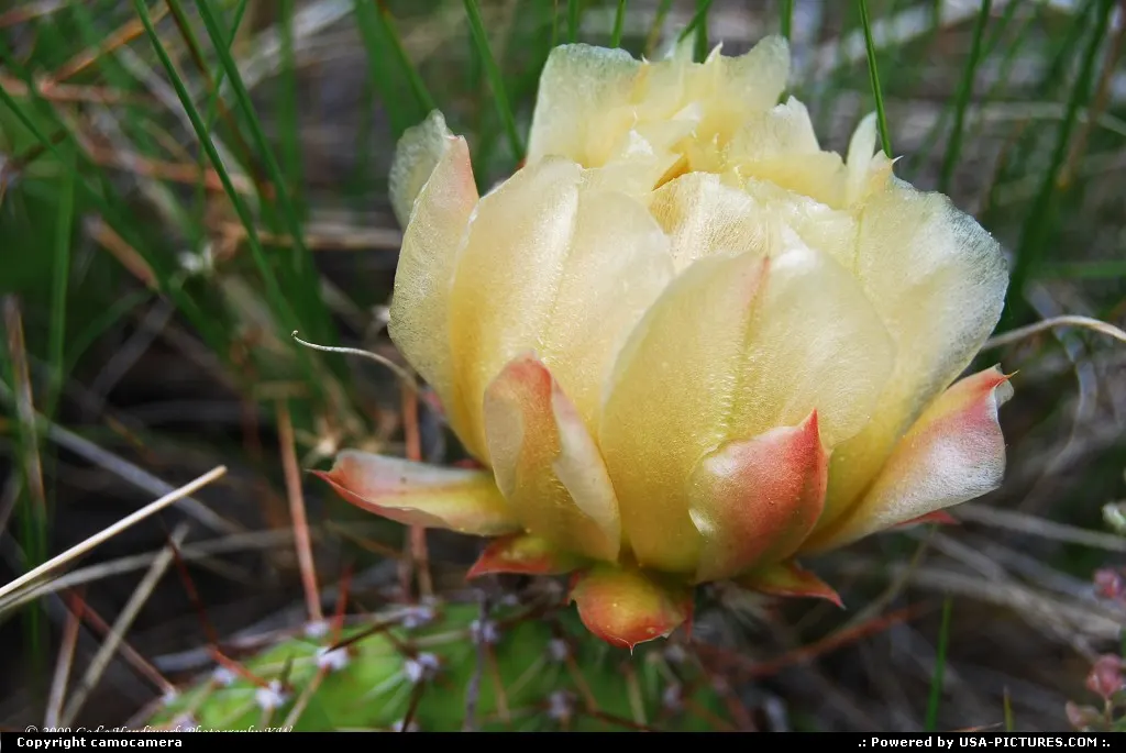Cactus Bud